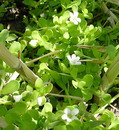Bacopa Monnieri
